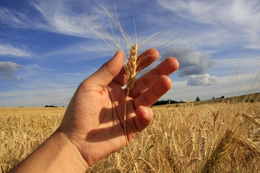 Herbicida Finale® tem ajudado triticultores
